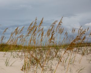 around the beach on the gulf coast