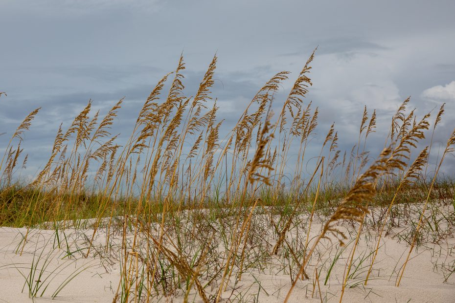 around the beach on the gulf coast