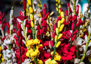 colorful flowers of red, yellow, and white