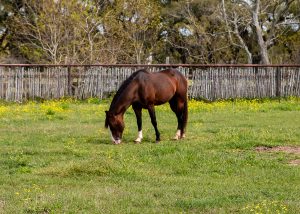 A brown horse with a white blaze on its forehead grazing in a sunny field dotted with yellow flowers, with leafless trees and a wooden fence in the background