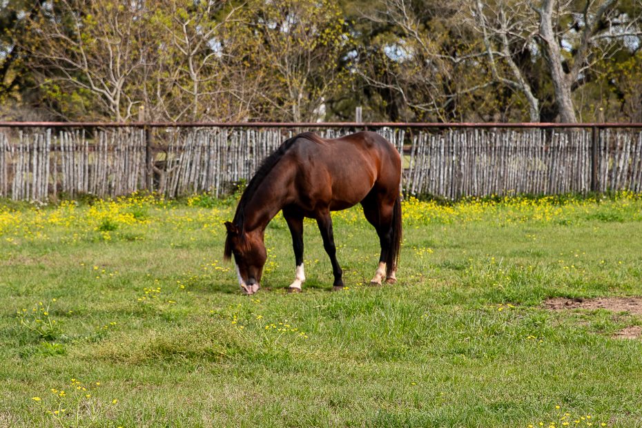 A brown horse with a white blaze on its forehead grazing in a sunny field dotted with yellow flowers, with leafless trees and a wooden fence in the background